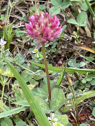 シロツメクサ（Trifolium repens）の葉
