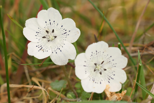 ネモフィラ（Nemophila menziesii）